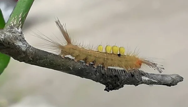 Yellow Caterpillar Crawled Tree Trunk — Stock Photo, Image