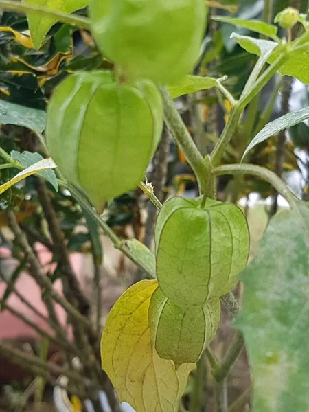 Close View Groundcherries Wild Fruit Tree Garden Groundcherries Also Known — ストック写真