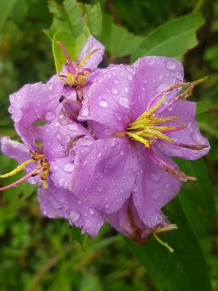 Purple Ruellia Tuberosa Flower Dew Top — Photo