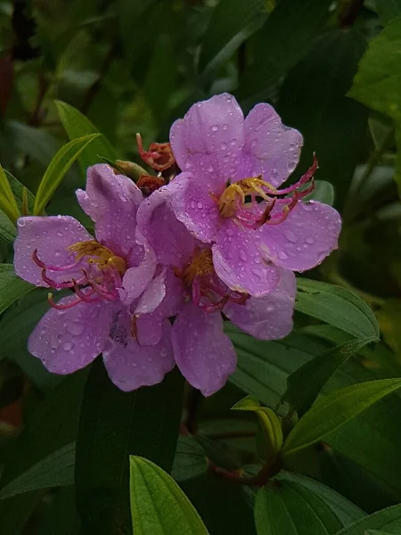 Fioletowy Kwiat Ruellia Tuberosa Rosą Wierzchu — Zdjęcie stockowe