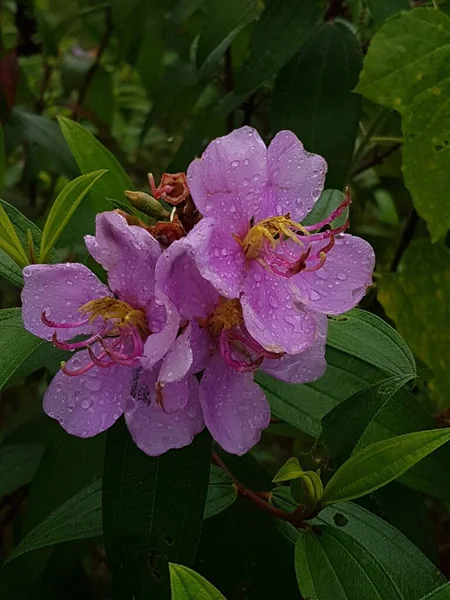 Purple Ruellia Tuberosa Flower Dew Top — Stock Fotó