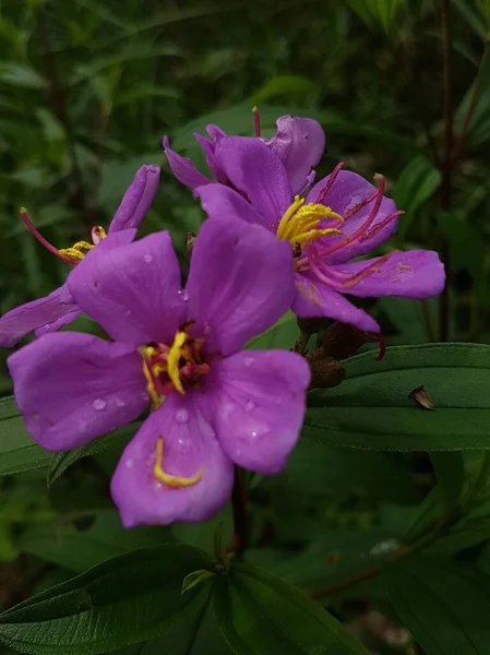Purple Ruellia Tuberosa Flower Dew Top — Stock Photo, Image