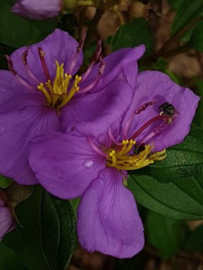 Ruellia 'yı, Kencana Ungu' yu, Ruellia Brittoniana 'yı, Ruellia tuberosa' yı, Mor Ruellia Çiçeği 'ni, yeşil yapraklı arka planda açan çiçekleri kapatın..