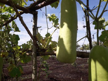 Bahçede yeşil balkabağı. Yeşillik yeşil organik sebze.