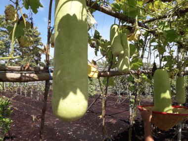 Bahçede yeşil balkabağı. Yeşillik yeşil organik sebze.