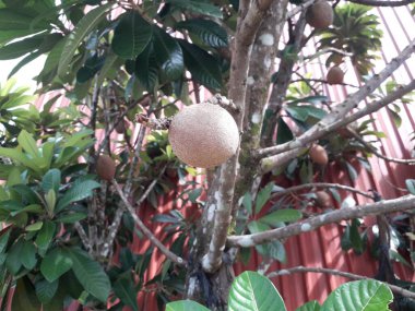 Yeşil yapraklı ağaçta bir sapodilla