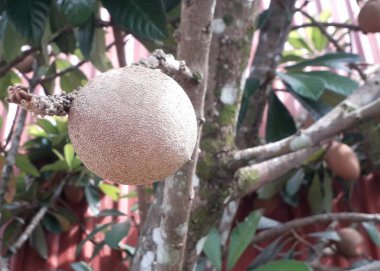 a sapodilla on a tree with green leaves