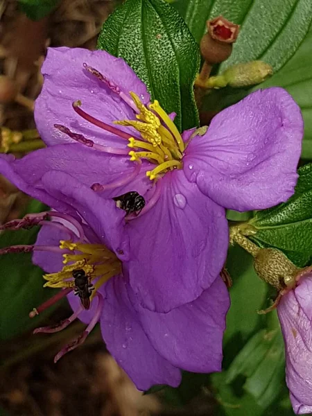 Zamknij Ruellia Lub Kencana Ungu Lub Ruellia Brittoniana Lub Ruellia — Zdjęcie stockowe