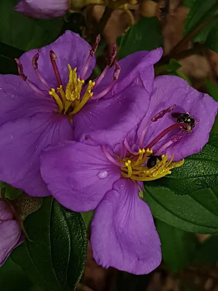 Zamknij Ruellia Lub Kencana Ungu Lub Ruellia Brittoniana Lub Ruellia — Zdjęcie stockowe