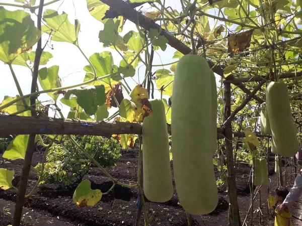 Green pumpkin in the garden. Lush green organically grown vegetable.