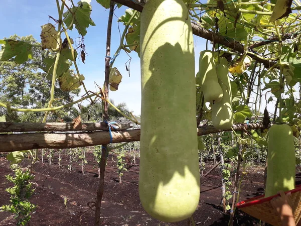 Green pumpkin in the garden. Lush green organically grown vegetable.