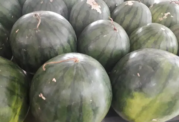 Bauernmarkt Mit Wassermelonen Offenen Regalen Vitrinen Gemüse Und Obsttheken Gesunde — Stockfoto