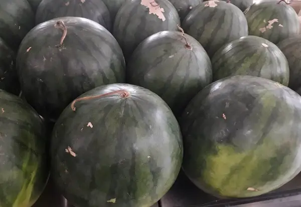 Bauernmarkt Mit Wassermelonen Offenen Regalen Vitrinen Gemüse Und Obsttheken Gesunde — Stockfoto