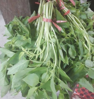 Seçici odak noktası Daun Kemangi veya Basil (limon fesleğeni veya Tayland fesleğeni) baharat bitkisi