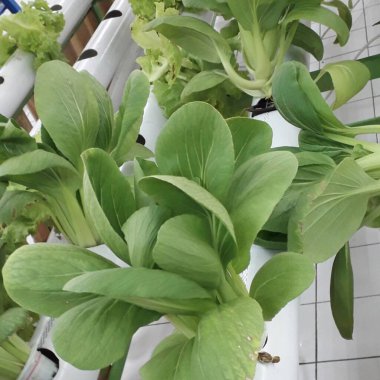 Yeşil pakcoy ve marul ve hidroponik. Büyüyen pakcoy (bok choy) ve fitil hidroponik sistemli marul.