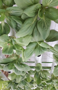 Yeşil pakcoy ve marul ve hidroponik. Büyüyen pakcoy (bok choy) ve fitil hidroponik sistemli marul.