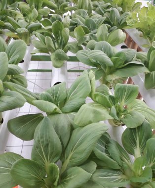 Yeşil pakcoy ve marul ve hidroponik. Büyüyen pakcoy (bok choy) ve fitil hidroponik sistemli marul.