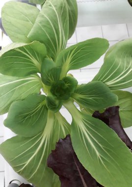 Yeşil pakcoy ve marul ve hidroponik. Büyüyen pakcoy (bok choy) ve fitil hidroponik sistemli marul.