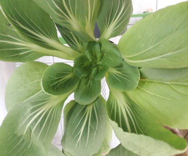 Yeşil pakcoy ve marul ve hidroponik. Büyüyen pakcoy (bok choy) ve fitil hidroponik sistemli marul.