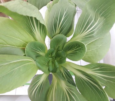 Yeşil pakcoy ve marul ve hidroponik. Büyüyen pakcoy (bok choy) ve fitil hidroponik sistemli marul.