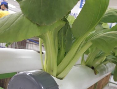 Yeşil pakcoy ve marul ve hidroponik. Büyüyen pakcoy (bok choy) ve fitil hidroponik sistemli marul.