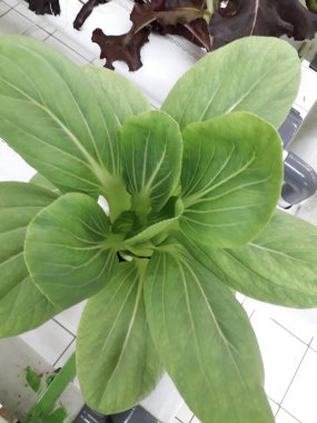 Yeşil pakcoy ve marul ve hidroponik. Büyüyen pakcoy (bok choy) ve fitil hidroponik sistemli marul.
