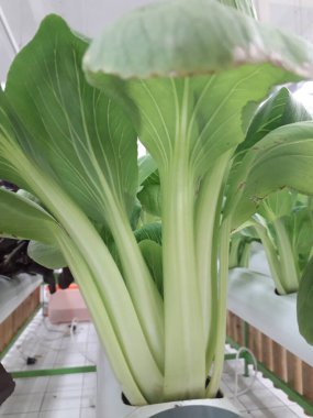 Yeşil pakcoy ve marul ve hidroponik. Büyüyen pakcoy (bok choy) ve fitil hidroponik sistemli marul.