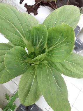 Yeşil pakcoy ve marul ve hidroponik. Büyüyen pakcoy (bok choy) ve fitil hidroponik sistemli marul.