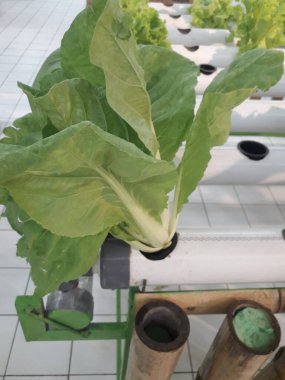 Yeşil pakcoy ve marul ve hidroponik. Büyüyen pakcoy (bok choy) ve fitil hidroponik sistemli marul.