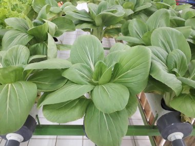 Yeşil pakcoy ve marul ve hidroponik. Büyüyen pakcoy (bok choy) ve fitil hidroponik sistemli marul.