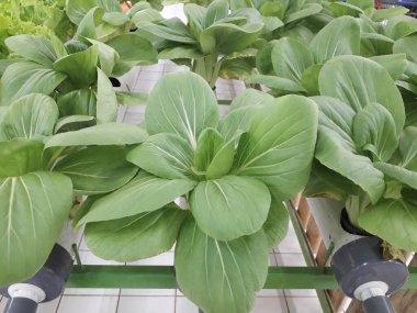 Yeşil pakcoy ve marul ve hidroponik. Büyüyen pakcoy (bok choy) ve fitil hidroponik sistemli marul.