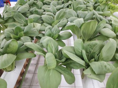 Yeşil pakcoy ve marul ve hidroponik. Büyüyen pakcoy (bok choy) ve fitil hidroponik sistemli marul.