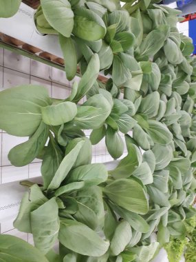 Yeşil pakcoy ve marul ve hidroponik. Büyüyen pakcoy (bok choy) ve fitil hidroponik sistemli marul.