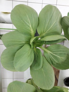 Yeşil pakcoy ve marul ve hidroponik. Büyüyen pakcoy (bok choy) ve fitil hidroponik sistemli marul.