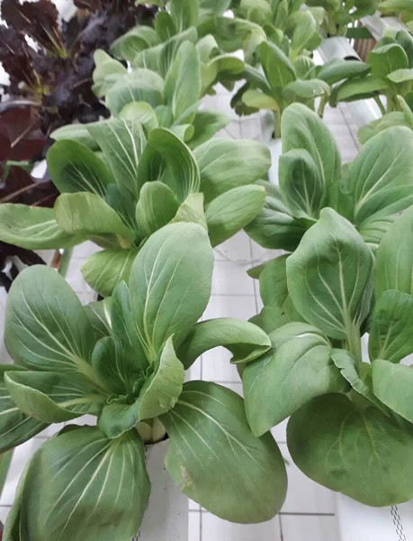 Green Pakcoy Lettuce Hydroponic Growing Pakcoy Bok Choy Lettuce Wick — Stock Photo, Image