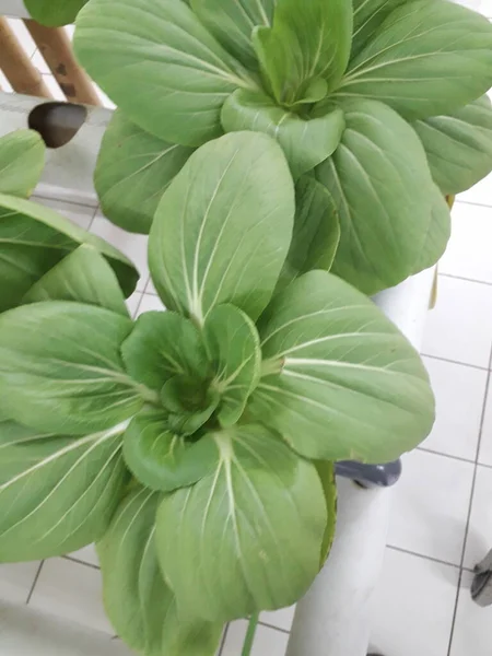 Green Pakcoy Lettuce Hydroponic Growing Pakcoy Bok Choy Lettuce Wick — Stock Photo, Image