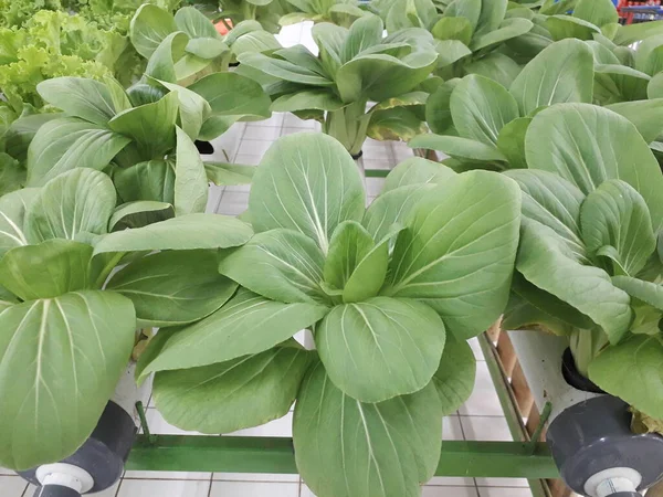 Green Pakcoy Lettuce Hydroponic Growing Pakcoy Bok Choy Lettuce Wick — Stock Photo, Image