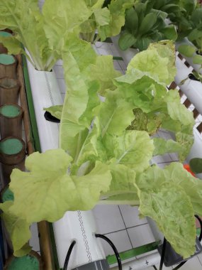 Hidroponik çiftliğinden yeşil marul. Taze Hidroponik Marul Yaprağı