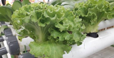 Hidroponik çiftliğinden yeşil marul. Taze Hidroponik Marul Yaprağı