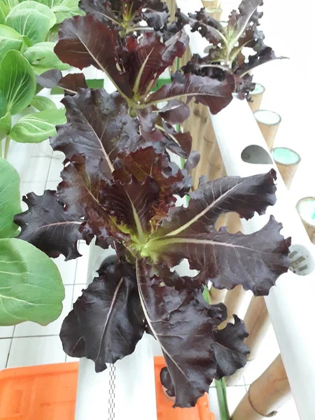 Red coral lettuce grown in a hydroponic system. Salad leaf. Lettuce salad plant, hydroponic vegetable leaves