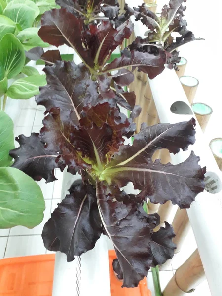 Red Coral Lettuce Grown Hydroponic System Salad Leaf Lettuce Salad — Stock Photo, Image