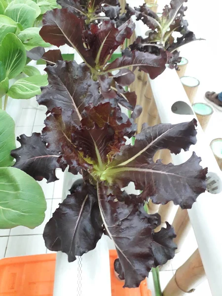 Red coral lettuce grown in a hydroponic system. Salad leaf. Lettuce salad plant, hydroponic vegetable leaves