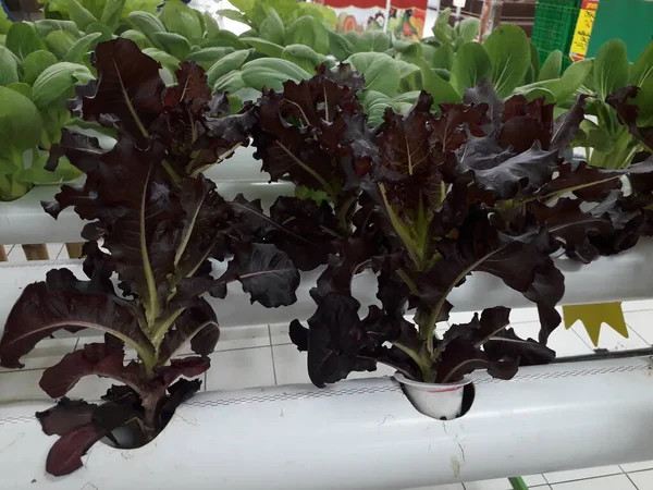 Red coral lettuce grown in a hydroponic system. Salad leaf. Lettuce salad plant, hydroponic vegetable leaves