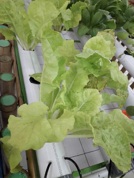 Green Lettuce Hidroponic Farm Fresh Hidroponic Lettuce Leaf — стоковое фото