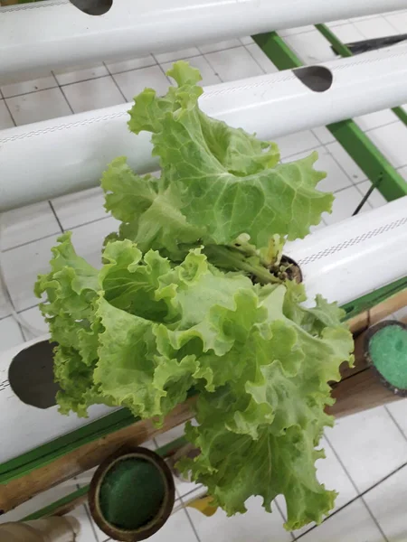 Green lettuce from hidroponic farm. A Fresh Hidroponic Lettuce Leaf