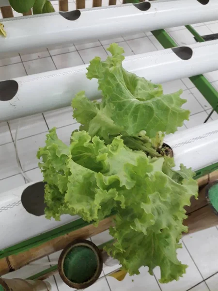 Green lettuce from hidroponic farm. A Fresh Hidroponic Lettuce Leaf