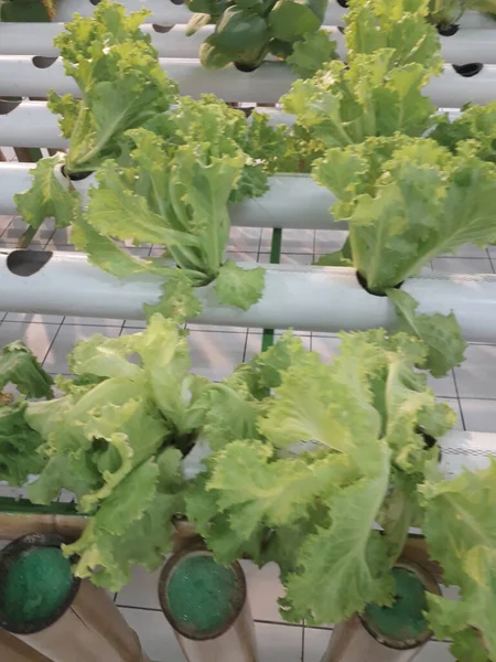 Green lettuce from hidroponic farm. A Fresh Hidroponic Lettuce Leaf