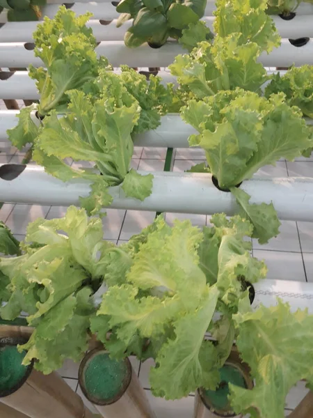 Green Lettuce Hidroponic Farm Fresh Hidroponic Lettuce Leaf — Stock Photo, Image