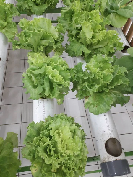 Green Lettuce Hidroponic Farm Fresh Hidroponic Lettuce Leaf — Stock Photo, Image