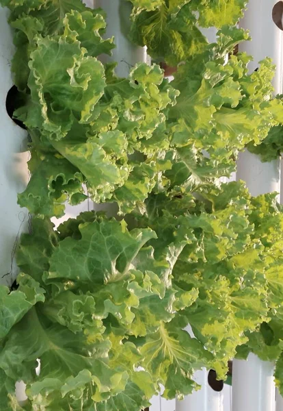 Green lettuce from hidroponic farm. A Fresh Hidroponic Lettuce Leaf